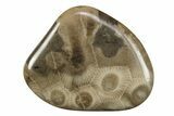 Small Polished Petoskey Stones (Fossil Coral) - Michigan - Photo 5